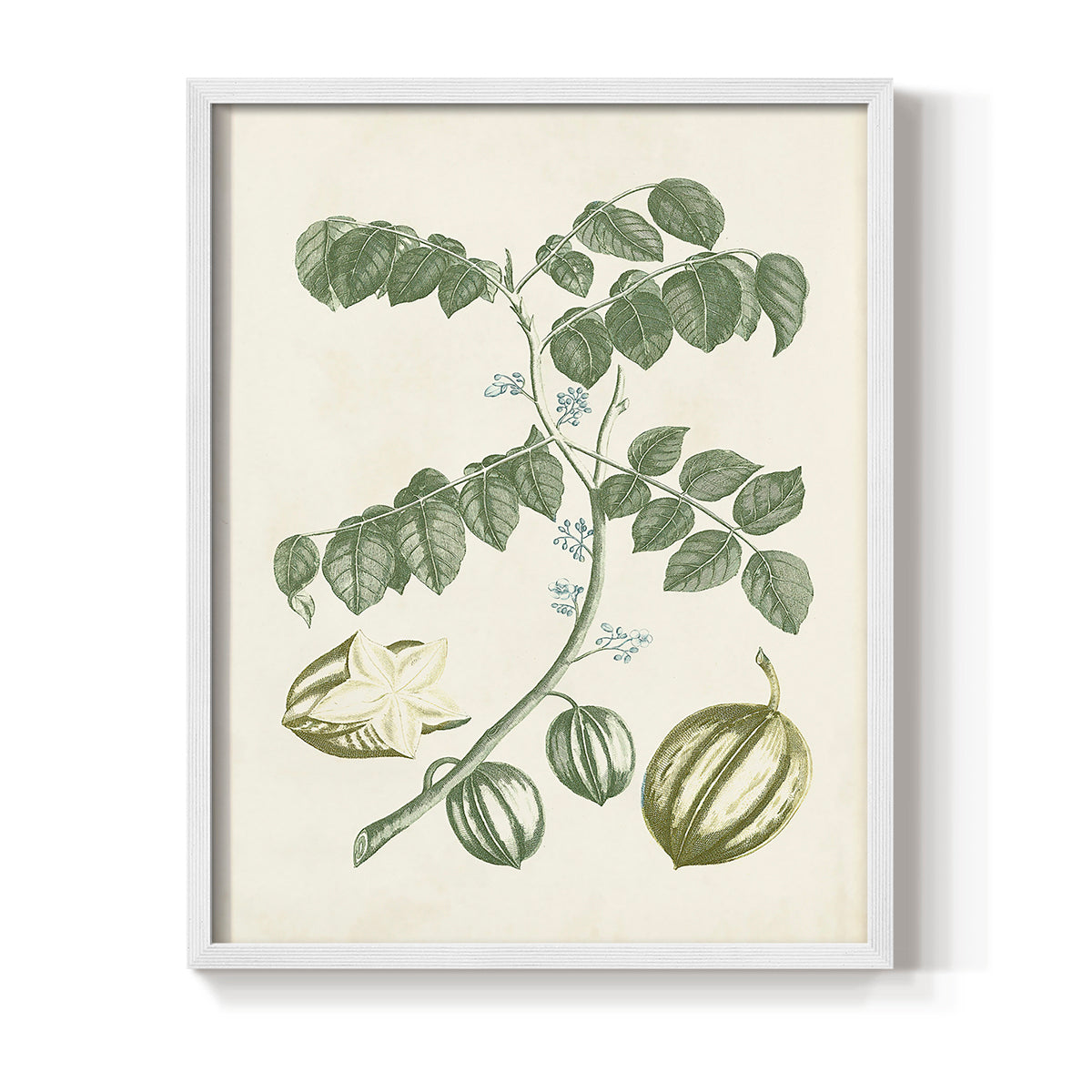 Buchoz Tropicals II - Restickable Framed Art Print