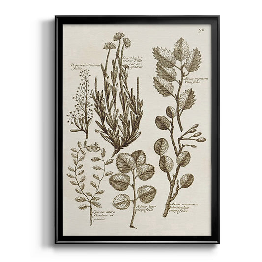 Sepia Botanical Journal VIII - Modern Framed Canvas Print