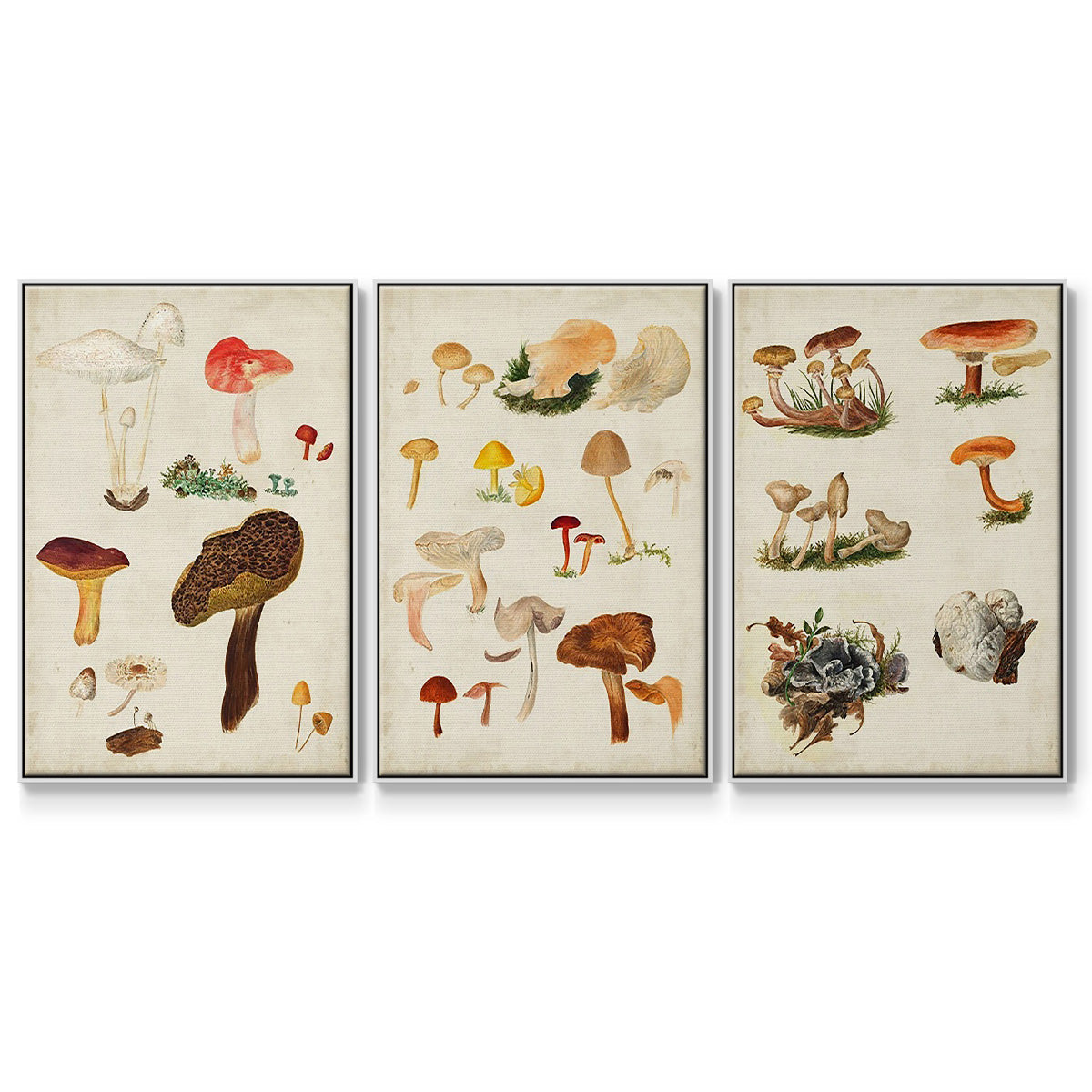 Mushroom Species X - Framed Premium Gallery Wrapped Canvas L Frame 3 Piece Set - Ready to Hang