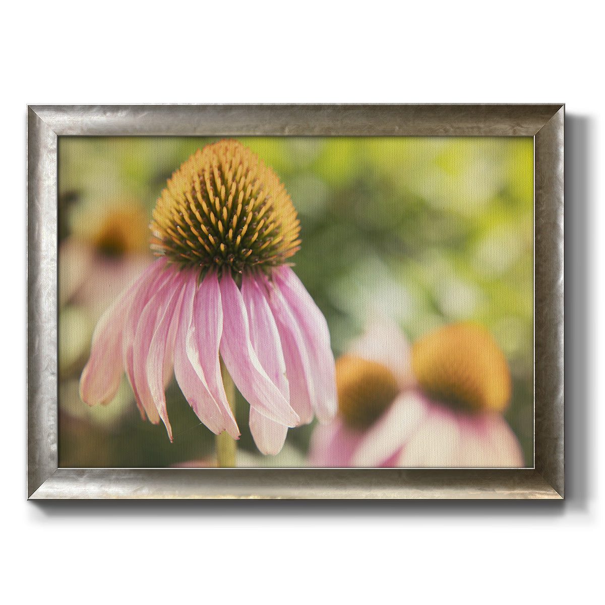 Echinacea Study II Premium Framed Canvas- Ready to Hang