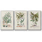 Botanical Society Ferns VI - Framed Premium Gallery Wrapped Canvas L Frame 3 Piece Set - Ready to Hang