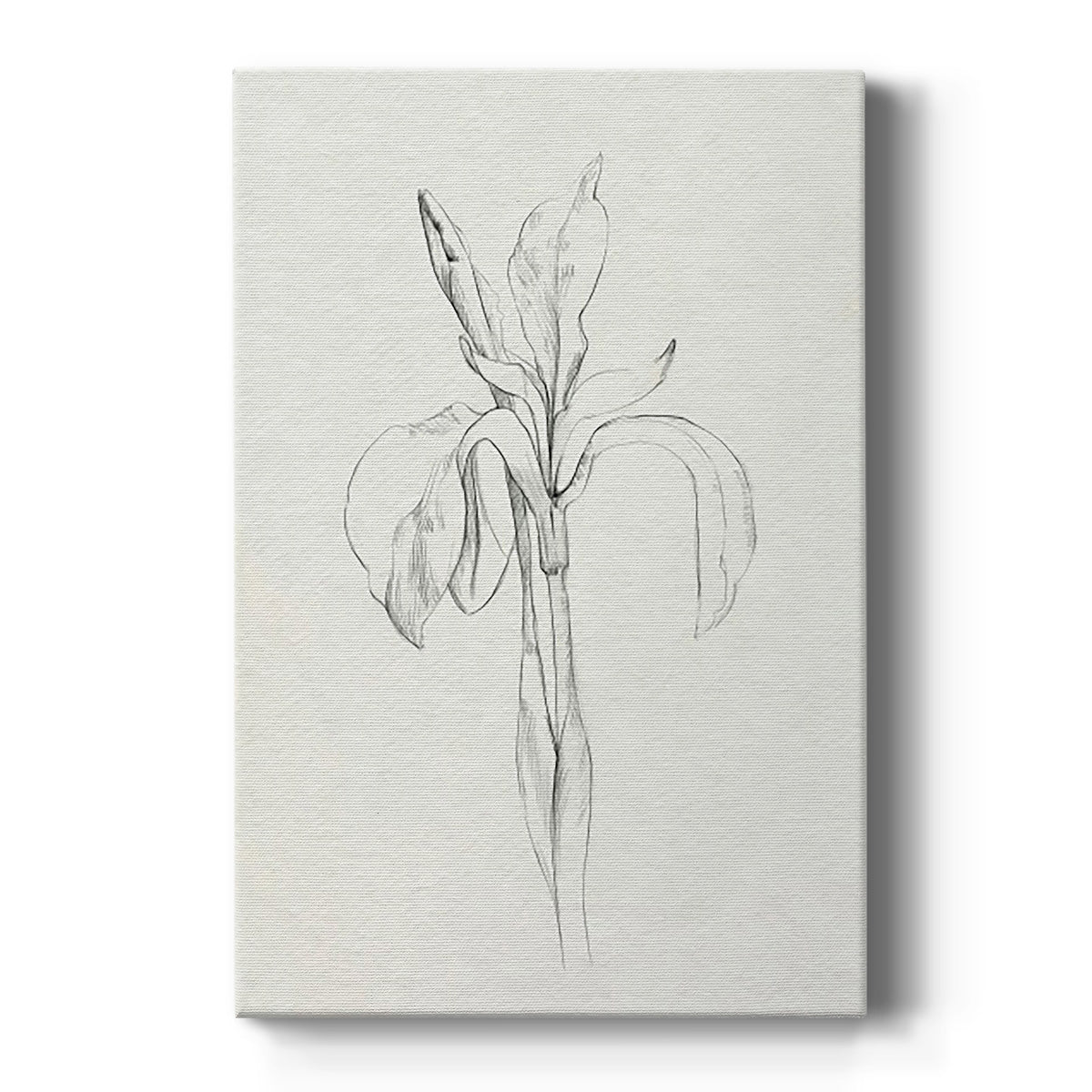 Neutral Iris Sketch II - Canvas Art Print