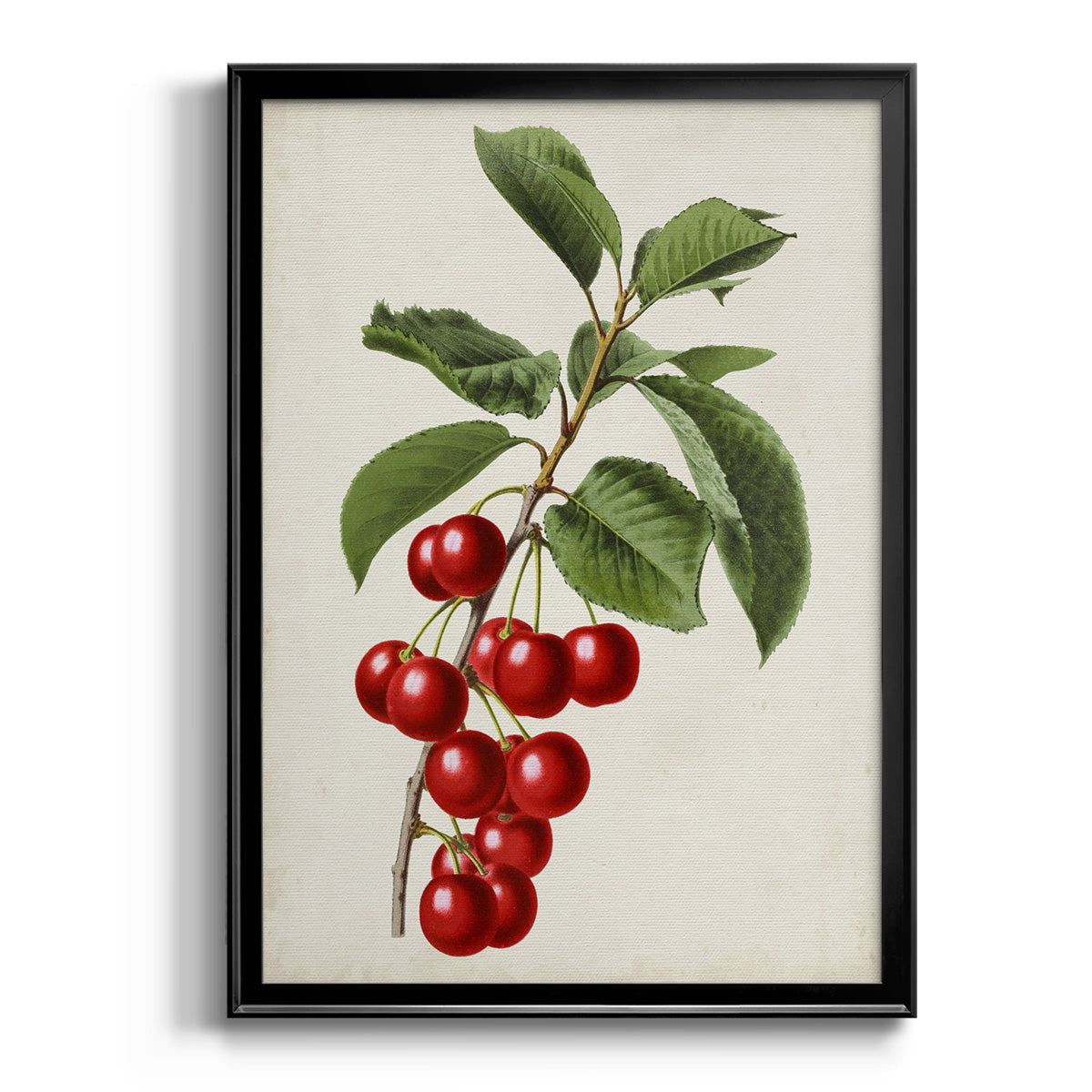 Antique Fruit II - Modern Framed Canvas Print