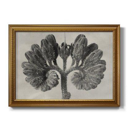 Blossfeldt Botanical VIII Premium Framed Canvas- Ready to Hang