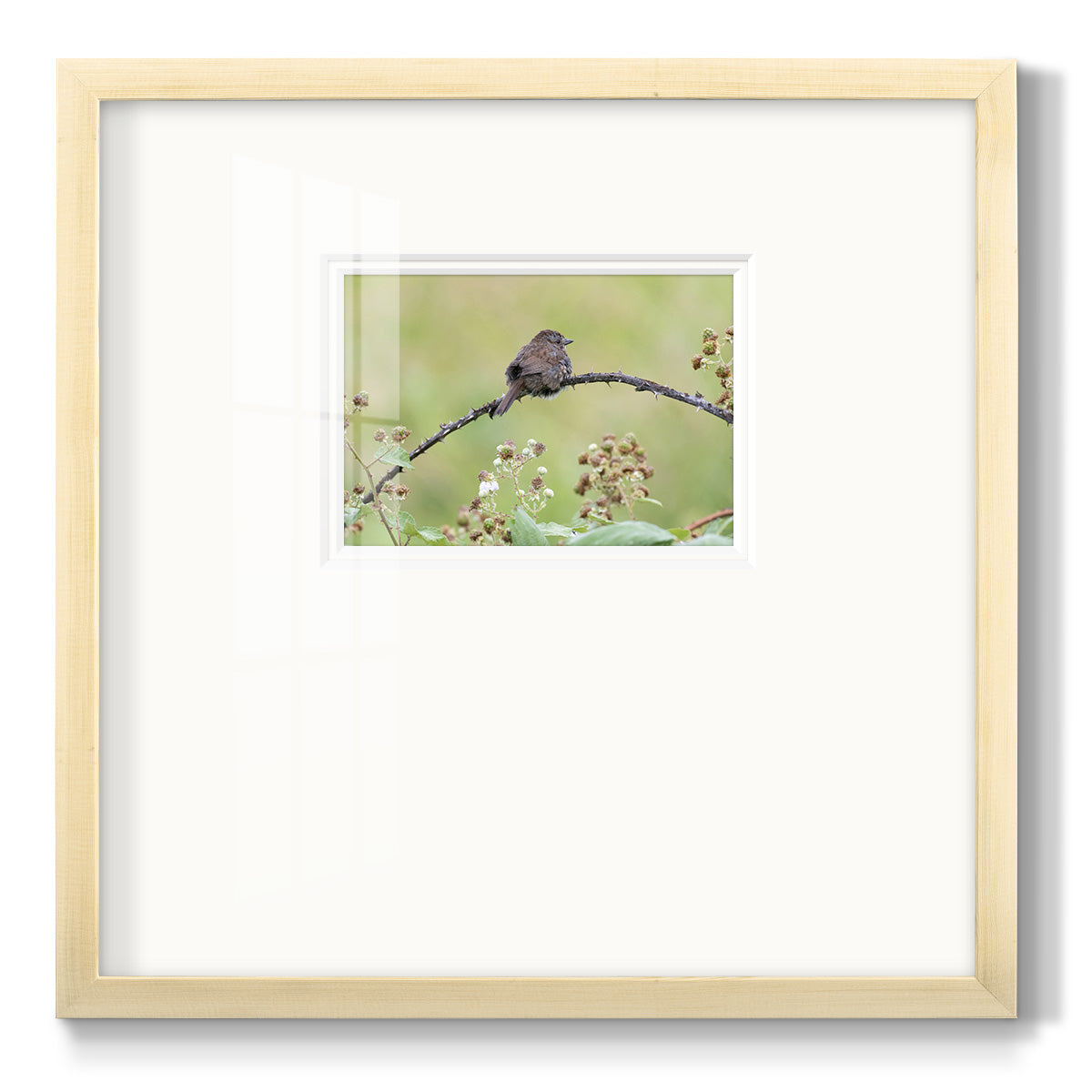 Resting Sparrow- Premium Framed Print Double Matboard