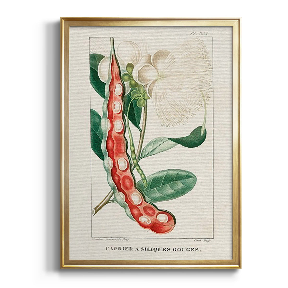 Turpin Tropical Botanicals VIII - Modern Framed Canvas Print