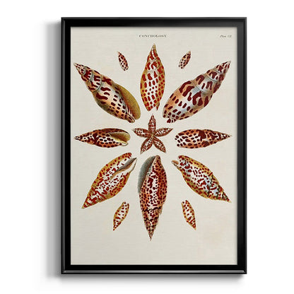 Spiral Shell Formation I - Modern Framed Canvas Print
