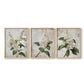 Floral Study Series LXXXVII - Restickable Framed Art Set