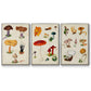 Mushroom Species IV - Framed Premium Gallery Wrapped Canvas L Frame 3 Piece Set - Ready to Hang