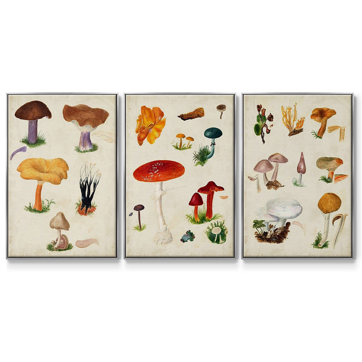 Mushroom Species IV - Framed Premium Gallery Wrapped Canvas L Frame 3 Piece Set - Ready to Hang