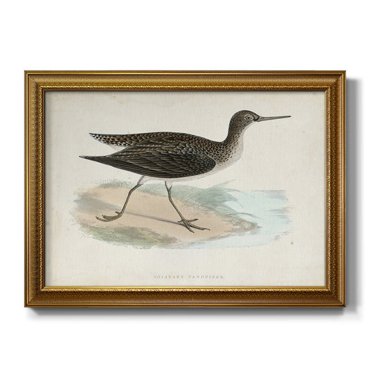 Morris Sandpipers VII Premium Framed Canvas- Ready to Hang