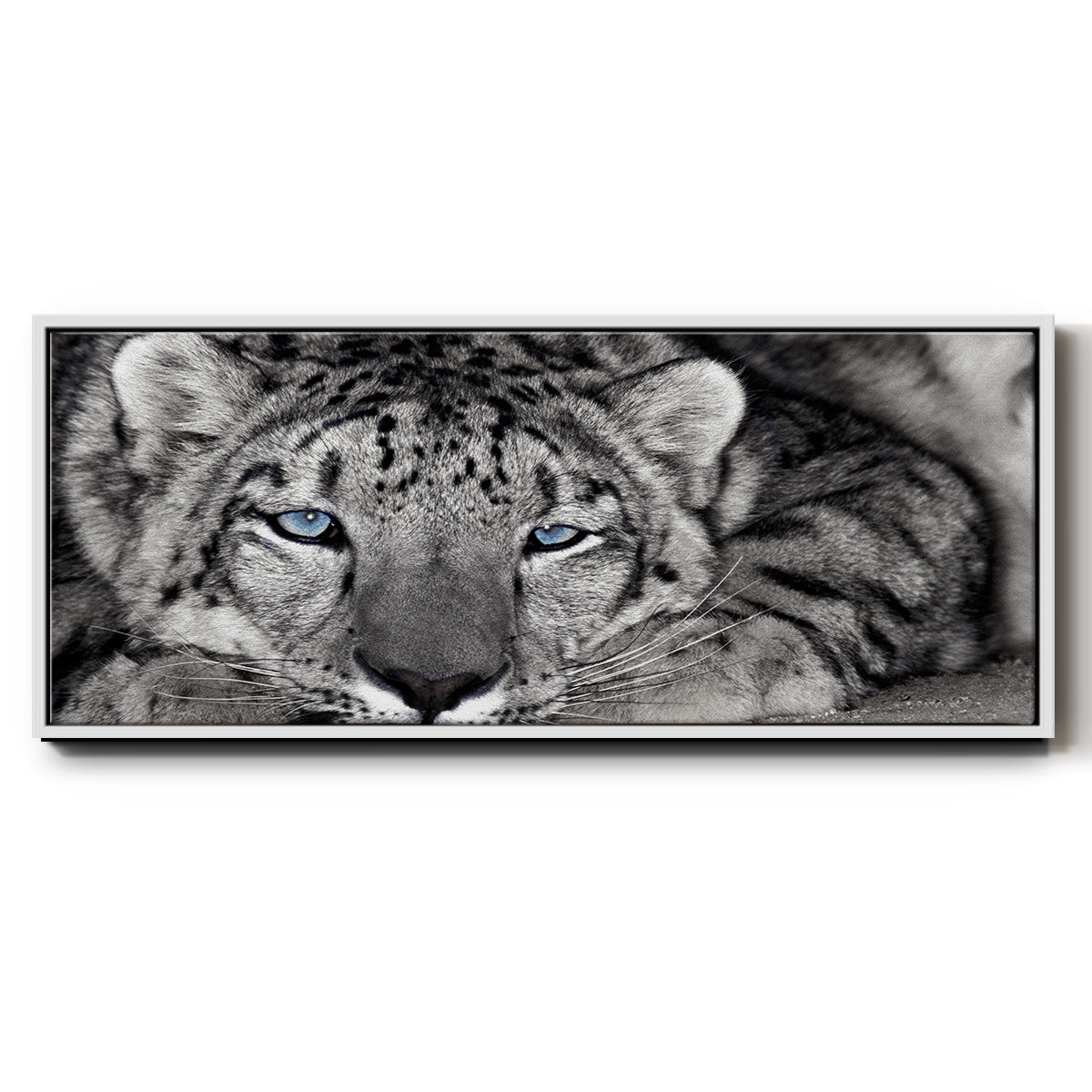 Snow Leopard Sanctuary - Floater Framed Canvas Print