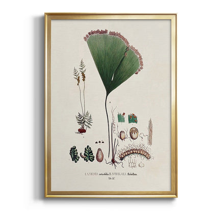 Botanical Society Ferns IX - Modern Framed Canvas Print