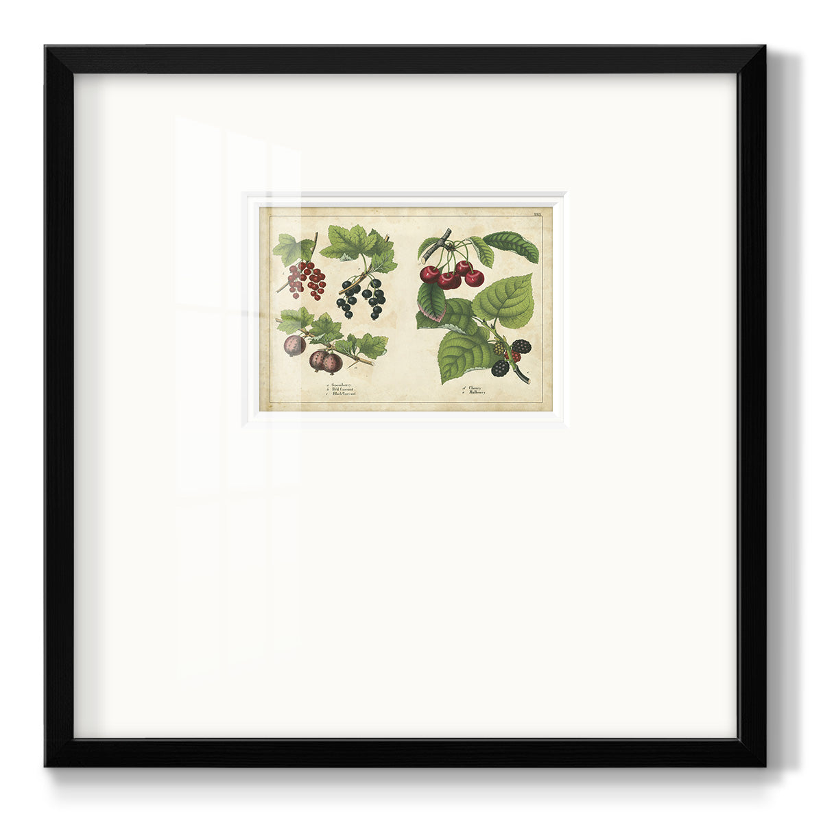 Kitchen Fruits III Premium Framed Print Double Matboard