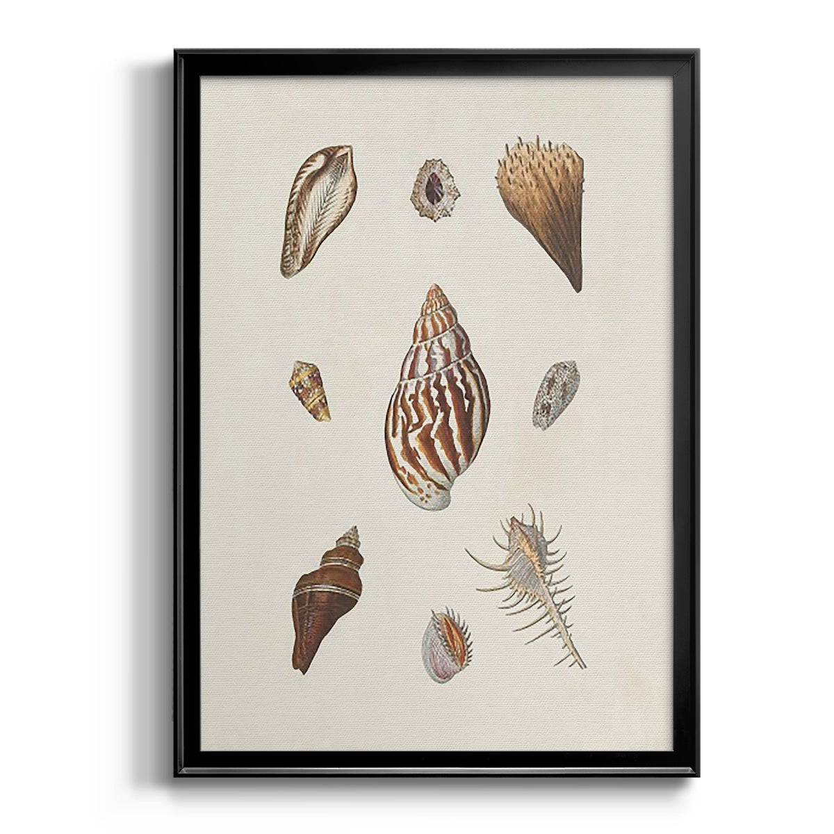 Knorr Shells & Coral IX - Modern Framed Canvas Print