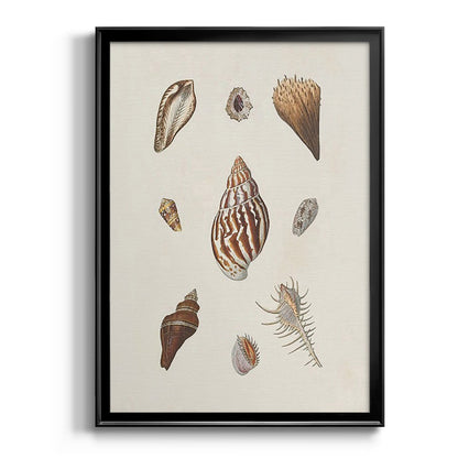 Knorr Shells & Coral IX - Modern Framed Canvas Print