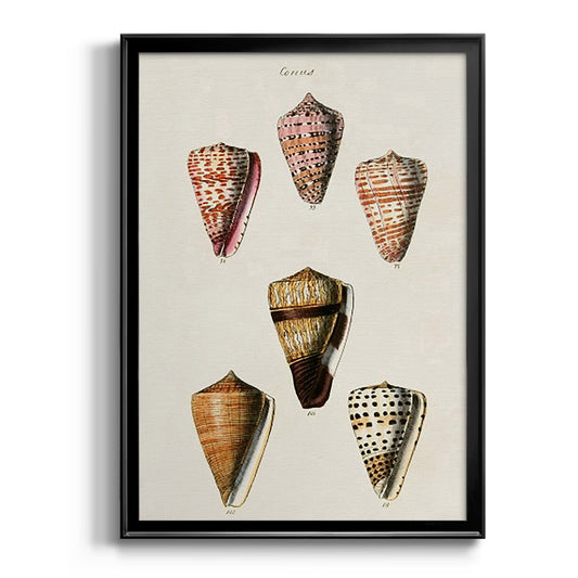 Cone Shell Collection IV - Modern Framed Canvas Print