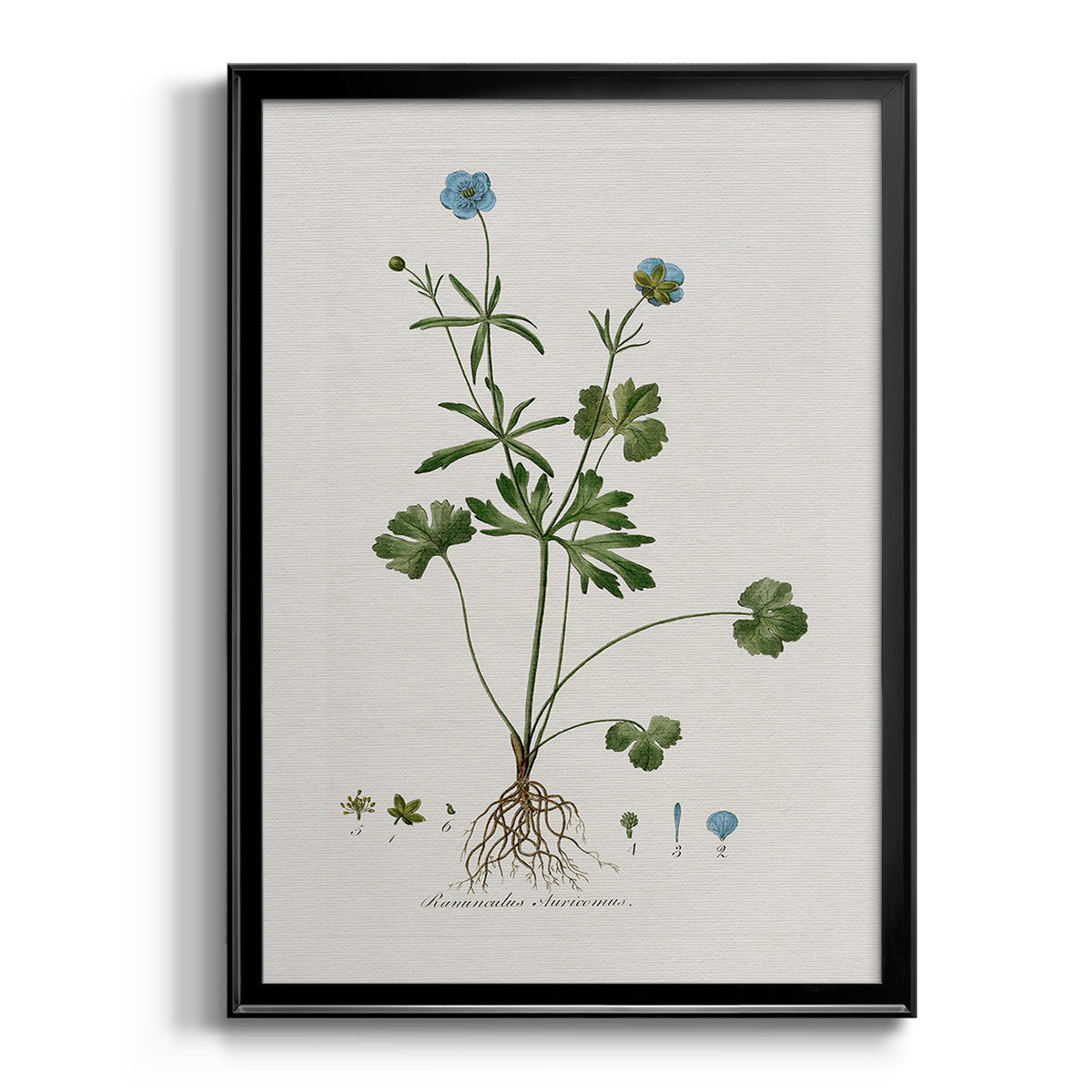 Buttercup Study - Modern Framed Canvas Print