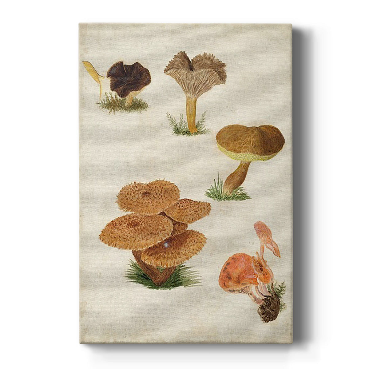 Mushroom Species V - Canvas Art Print