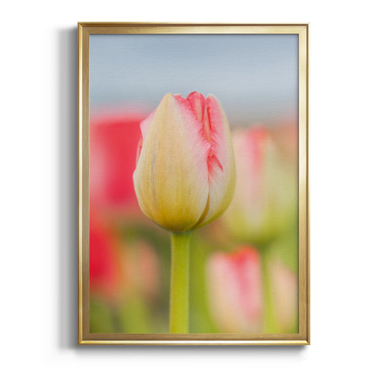 Twotone Tulip - Modern Framed Canvas Print