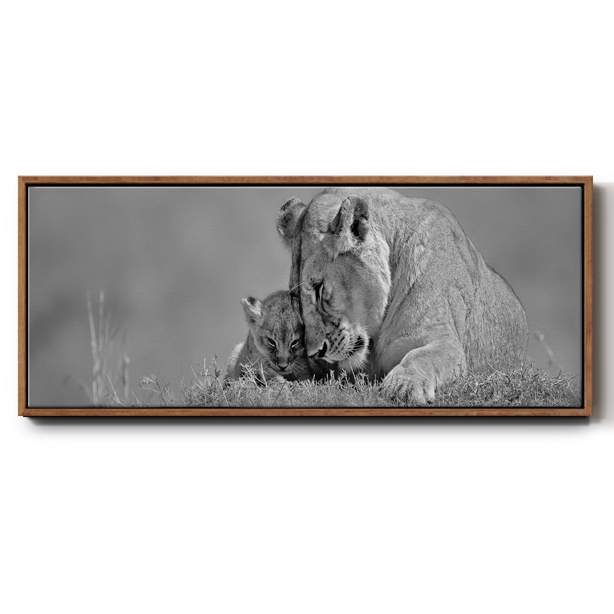 Lioness Love - Floater Framed Canvas Print
