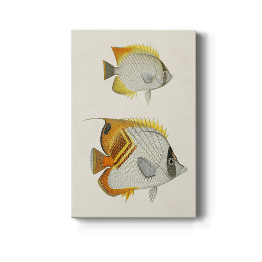 Yellow & Grey Fish I Premium Gallery Wrapped Canvas - Ready to Hang