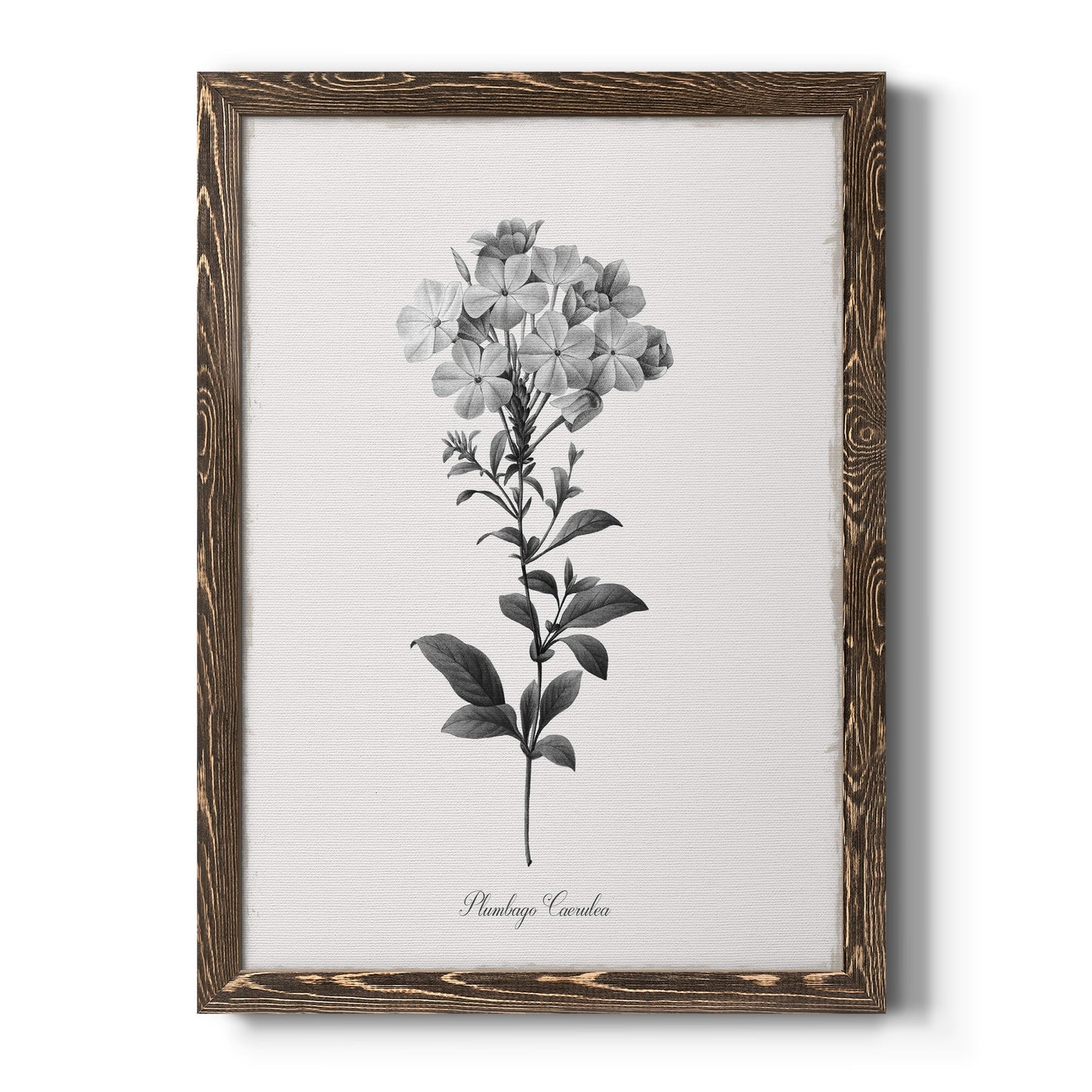 Simply Cape Leadwort - Barnwood Framed Canvas Print