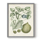 Buchoz Tropicals VIII - Restickable Framed Art Print