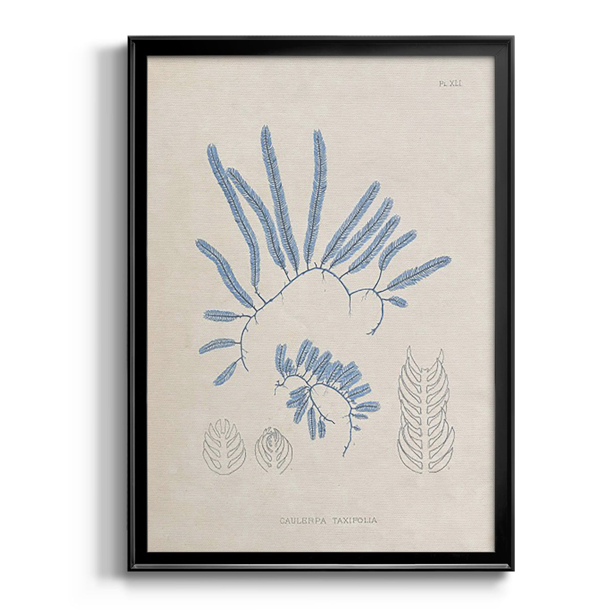 Blue Marine Algae II - Modern Framed Canvas Print