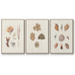 Knorr Shells & Coral VI - Framed Premium Gallery Wrapped Canvas L Frame 3 Piece Set - Ready to Hang