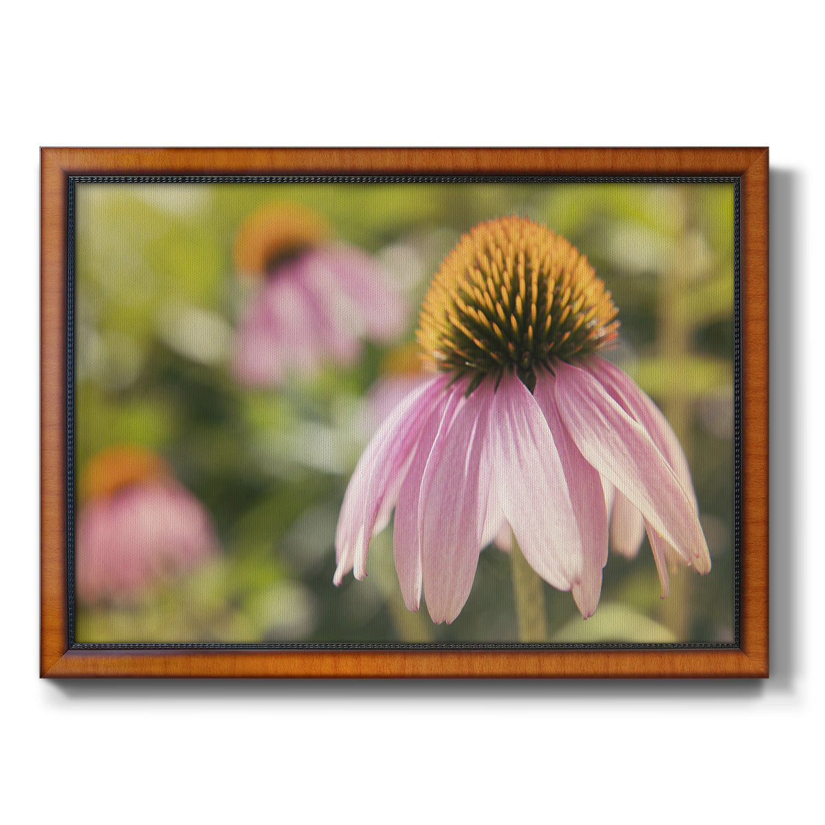 Echinacea Study I Premium Framed Canvas- Ready to Hang