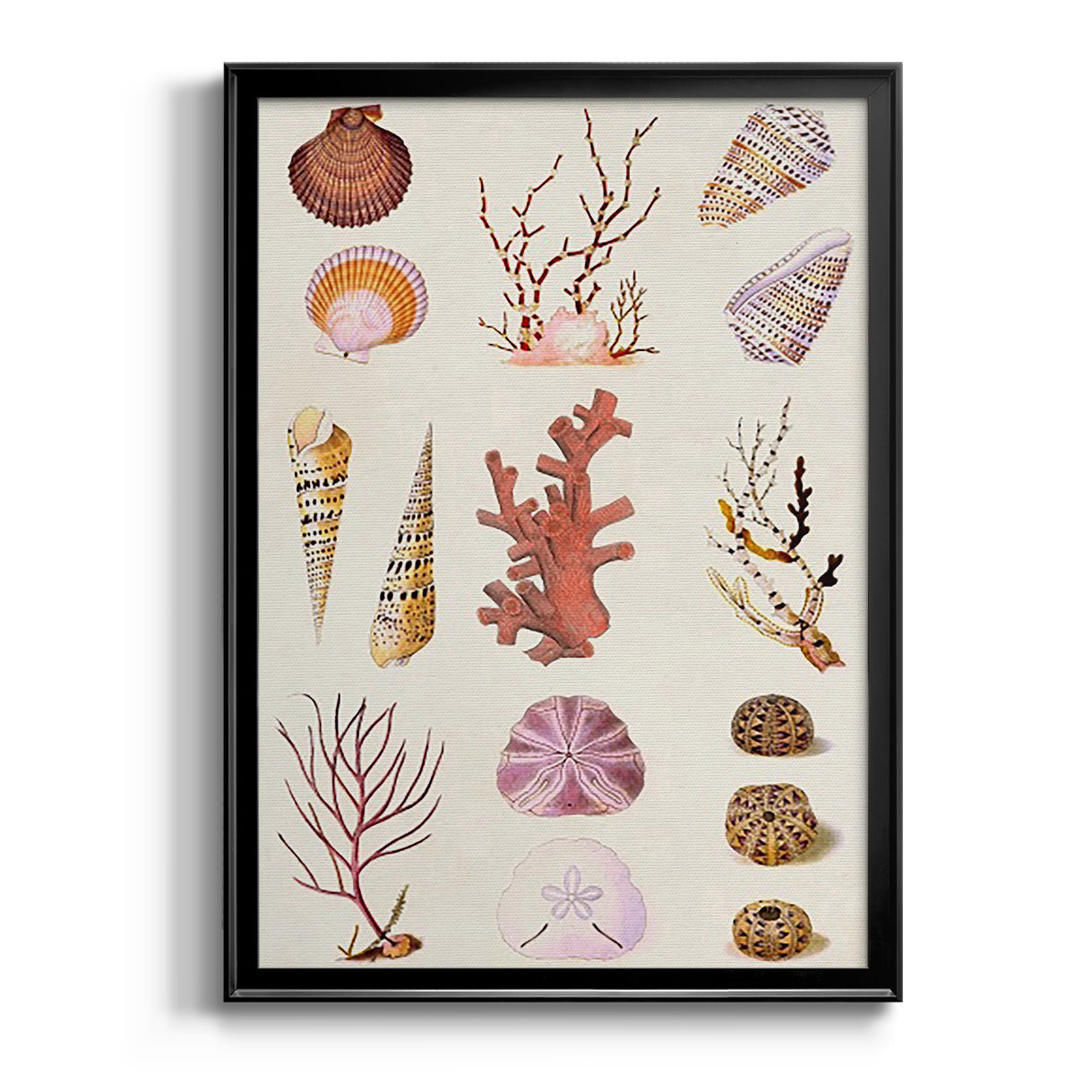 Coral & Shell Collage II -  Framed Canvas Print