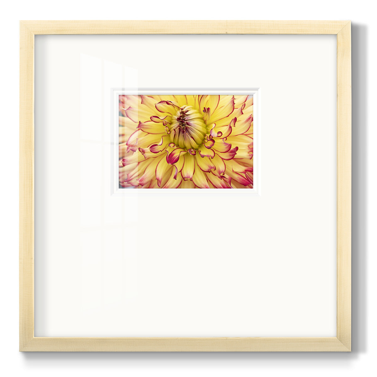 Blooms II- Premium Framed Print Double Matboard