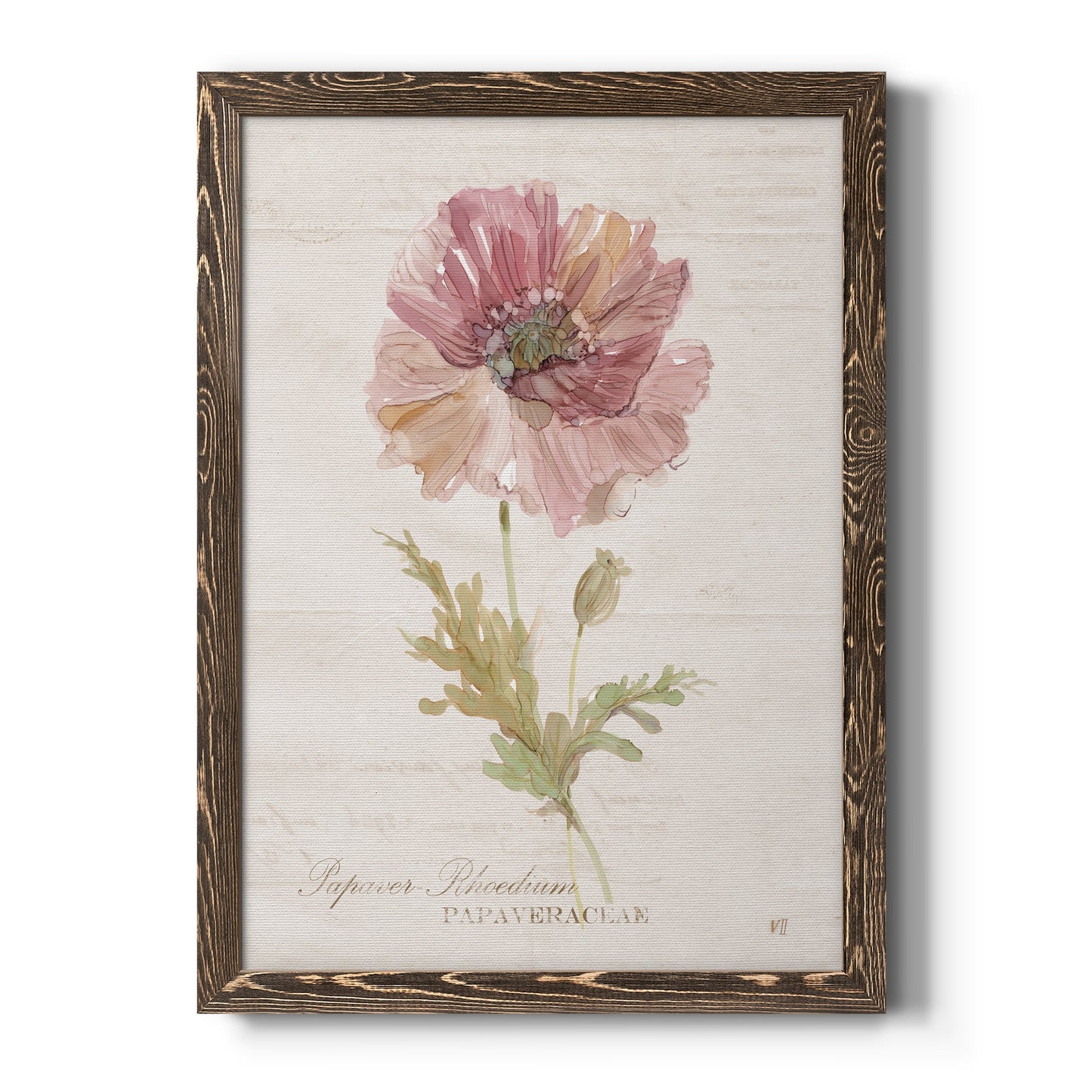 Soft Poppy - Premium Canvas Framed in Barnwood - Ready to Hang