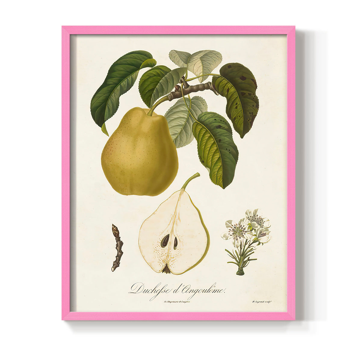 Vintage Pears I - Restickable Framed Art Print