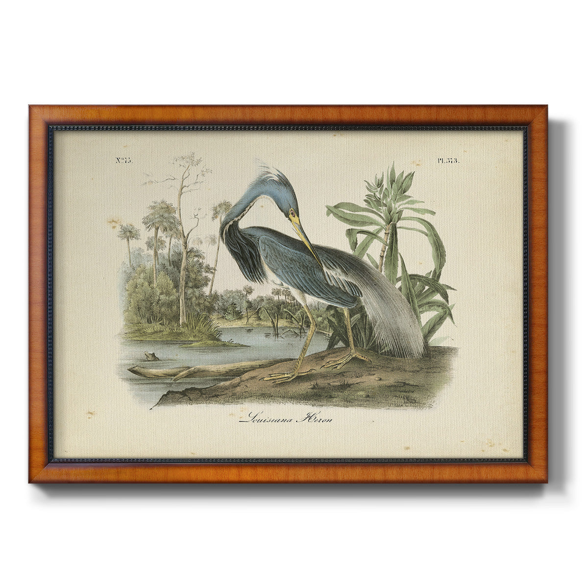 Audubons Louisiana Heron Premium Framed Canvas- Ready to Hang