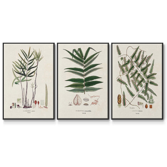 Botanical Society Ferns X - Framed Premium Gallery Wrapped Canvas L Frame 3 Piece Set - Ready to Hang