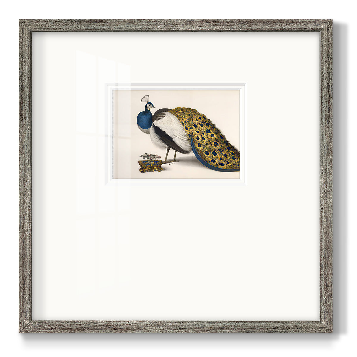 Peackock Plumage Premium Framed Print Double Matboard