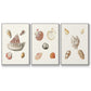 Pastel Knorr Shells VI - Framed Premium Gallery Wrapped Canvas L Frame 3 Piece Set - Ready to Hang