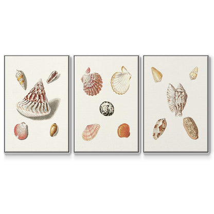 Pastel Knorr Shells VI - Floater Framed Canvas Set