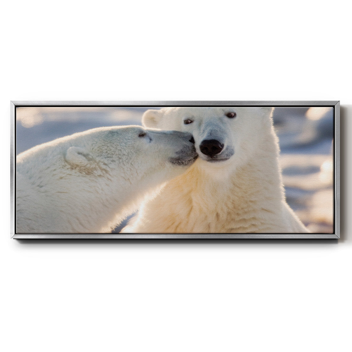 Polar Bear Kiss - Floater Framed Canvas Print