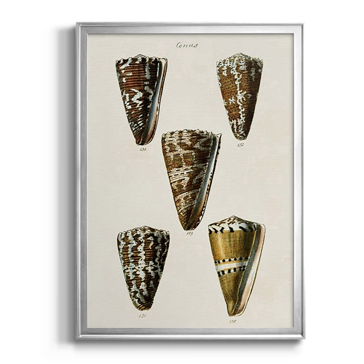 Cone Shell Collection V - Modern Framed Canvas Print