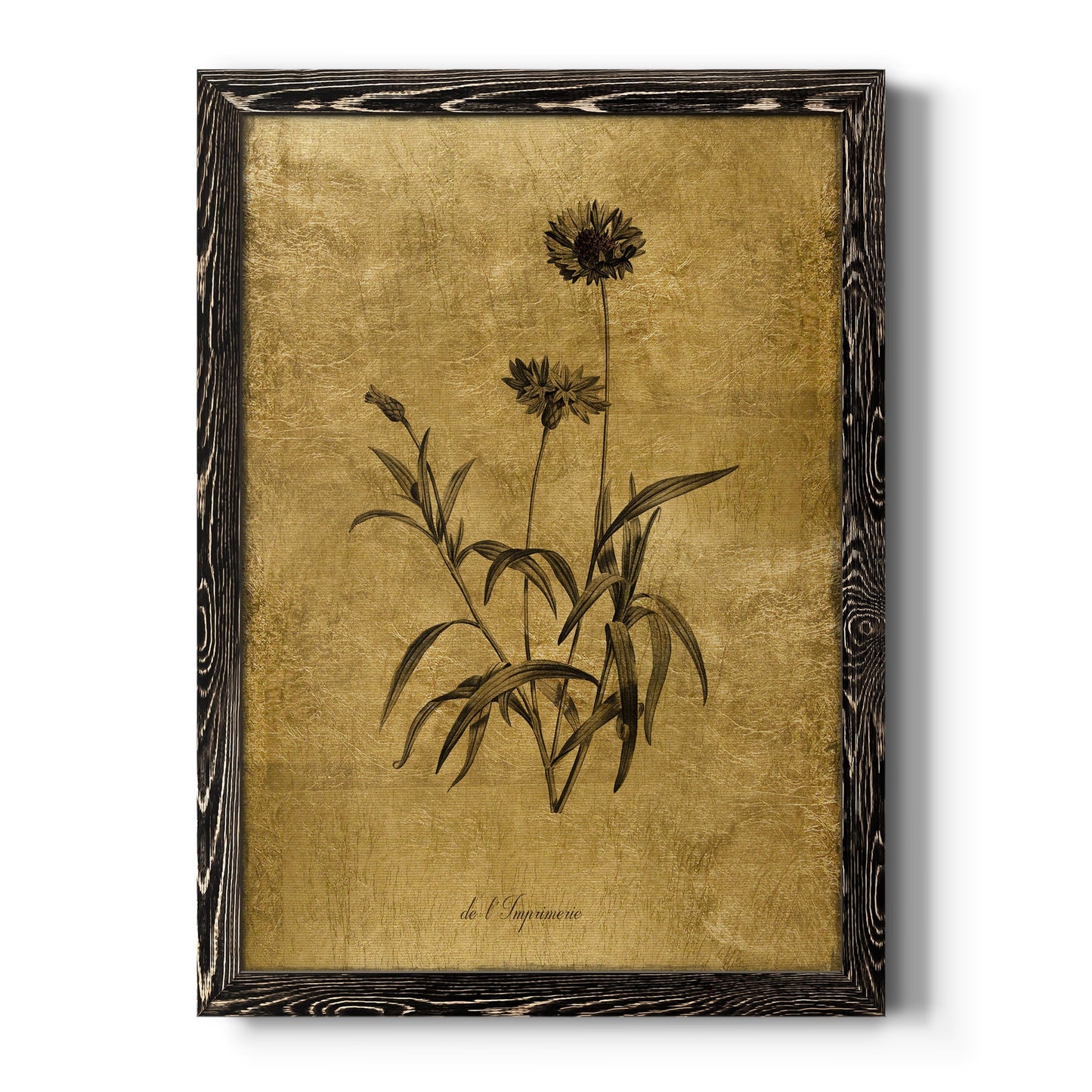 Gold Sketch Botanical I - Barnwood Framed Canvas Print