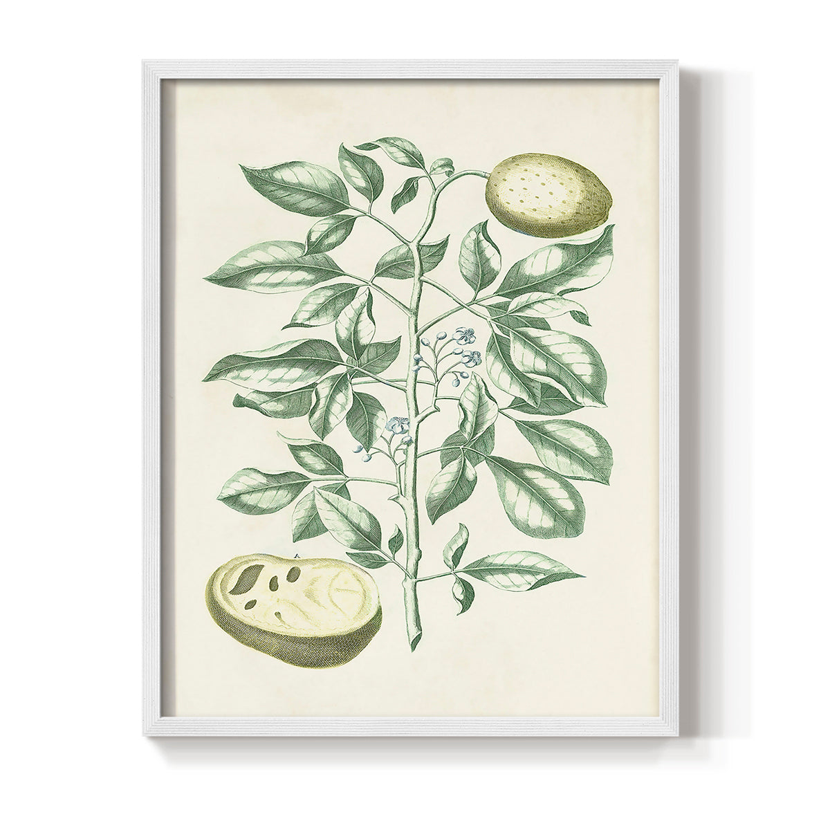Buchoz Tropicals III - Restickable Framed Art Print