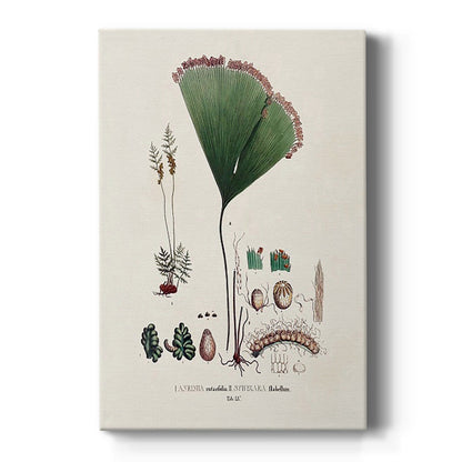Botanical Society Ferns IX - Canvas Art Print