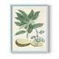 Buchoz Tropicals IV - Restickable Framed Art Print