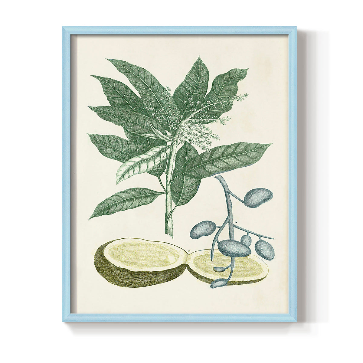 Buchoz Tropicals IV - Restickable Framed Art Print