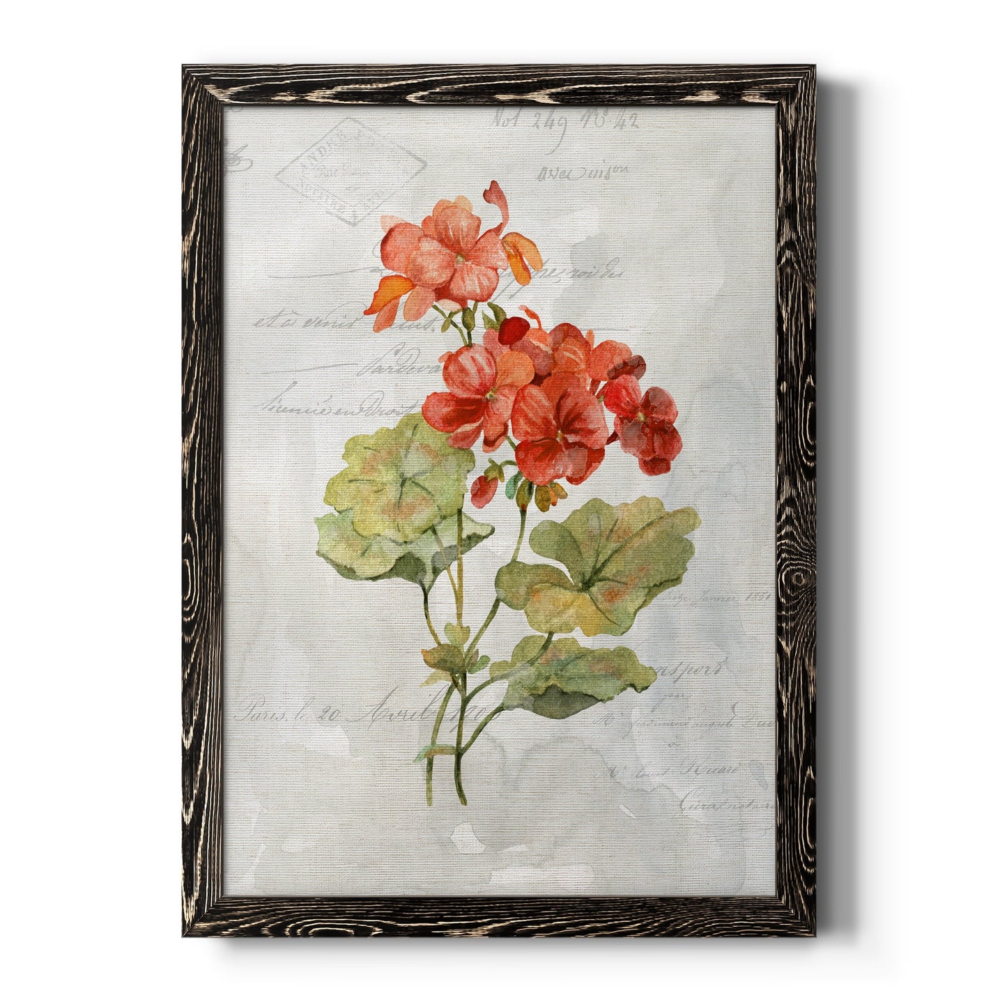 Linen Geranium - Barnwood Framed Canvas Print