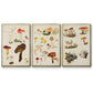 Mushroom Species VI - Floater Framed Canvas Set
