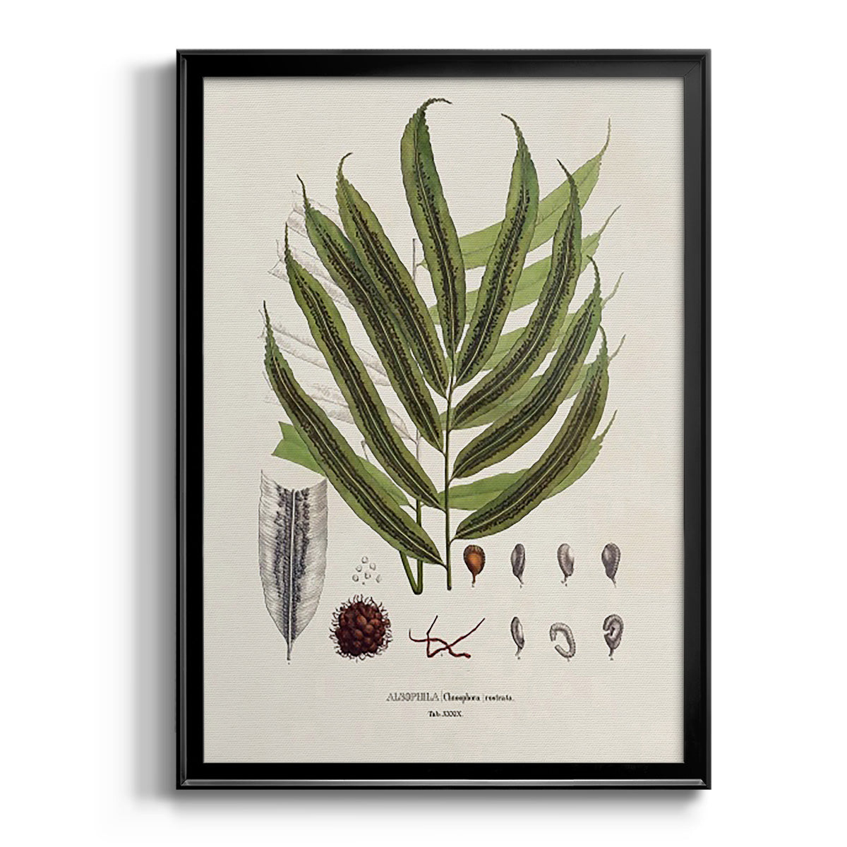 Botanical Society Ferns II - Modern Framed Canvas Print